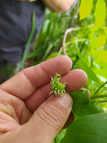 Cyclanthera hystrix (Cyclanthera hystrix)