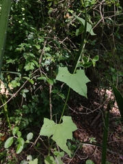 Cyclanthera hystrix (Cyclanthera hystrix)