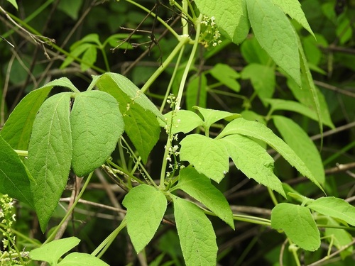 Cyclanthera integrifoliola (Cyclanthera integrifoliola)