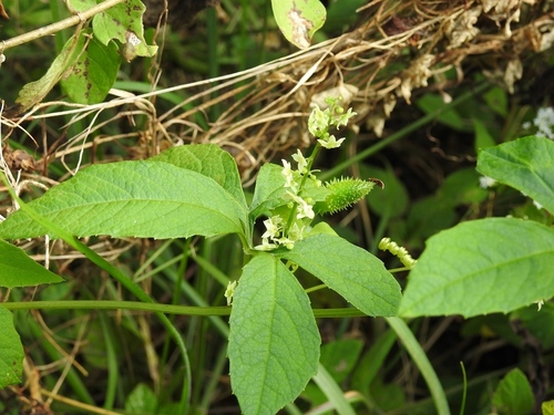 Cyclanthera integrifoliola (Cyclanthera integrifoliola)