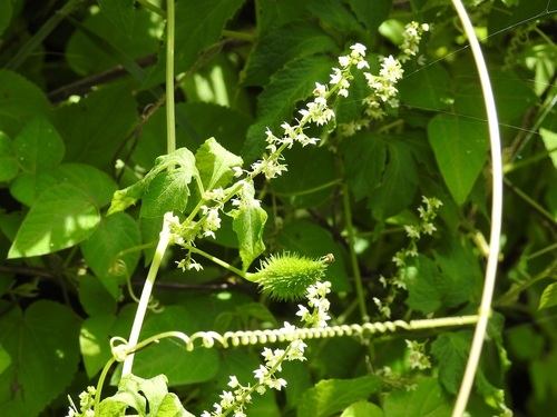 Cyclanthera integrifoliola (Cyclanthera integrifoliola)