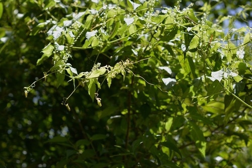 Cyclanthera integrifoliola (Cyclanthera integrifoliola)