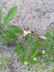 Cyclanthera integrifoliola (Cyclanthera integrifoliola)