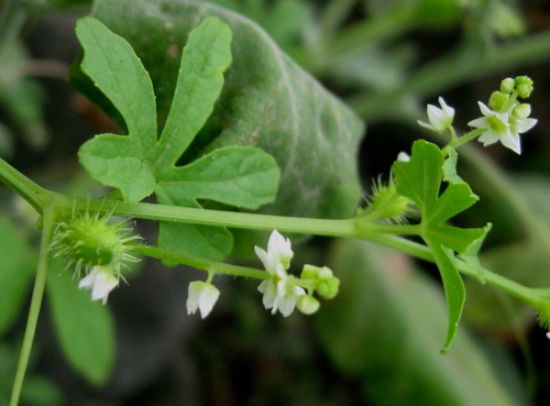 Cyclanthera mathewsii (Cyclanthera mathewsii)