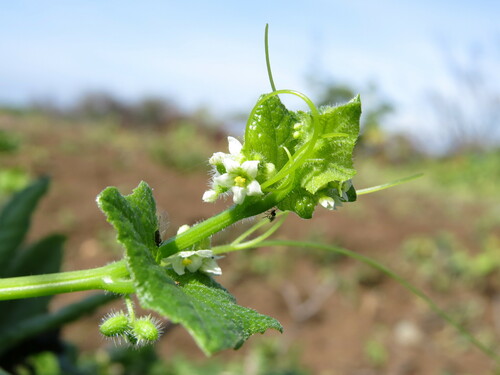 Cyclanthera mathewsii (Cyclanthera mathewsii)