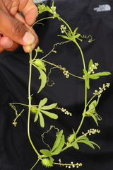 Cyclanthera mathewsii (Cyclanthera mathewsii)