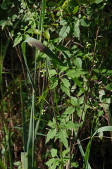 Naudin's cyclanthera (Cyclanthera naudiniana)