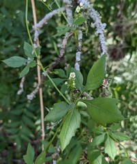 Naudin's cyclanthera (Cyclanthera naudiniana)
