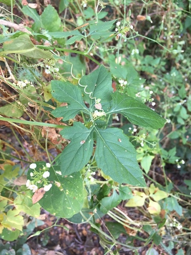 Naudin's cyclanthera (Cyclanthera naudiniana)