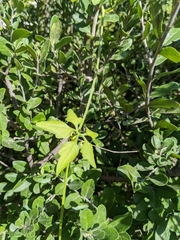 Naudin's cyclanthera (Cyclanthera naudiniana)
