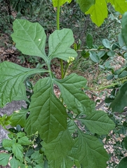 Naudin's cyclanthera (Cyclanthera naudiniana)