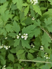 Naudin's cyclanthera (Cyclanthera naudiniana)