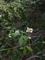 Naudin's cyclanthera (Cyclanthera naudiniana)