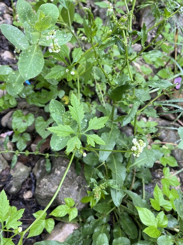 Naudin's cyclanthera (Cyclanthera naudiniana)