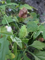 Naudin's cyclanthera (Cyclanthera naudiniana)