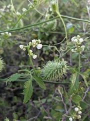 Naudin's cyclanthera (Cyclanthera naudiniana)