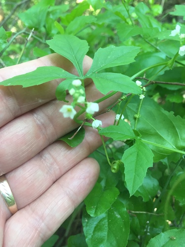 Naudin's cyclanthera (Cyclanthera naudiniana)