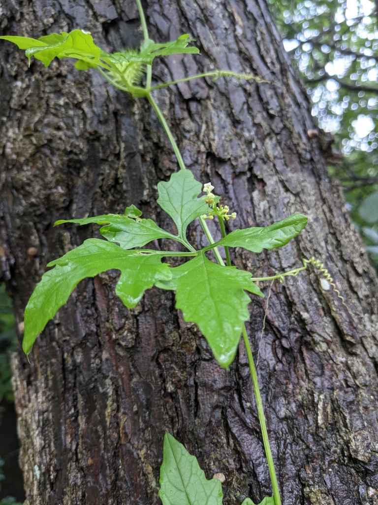 Naudin's cyclanthera (Cyclanthera naudiniana)