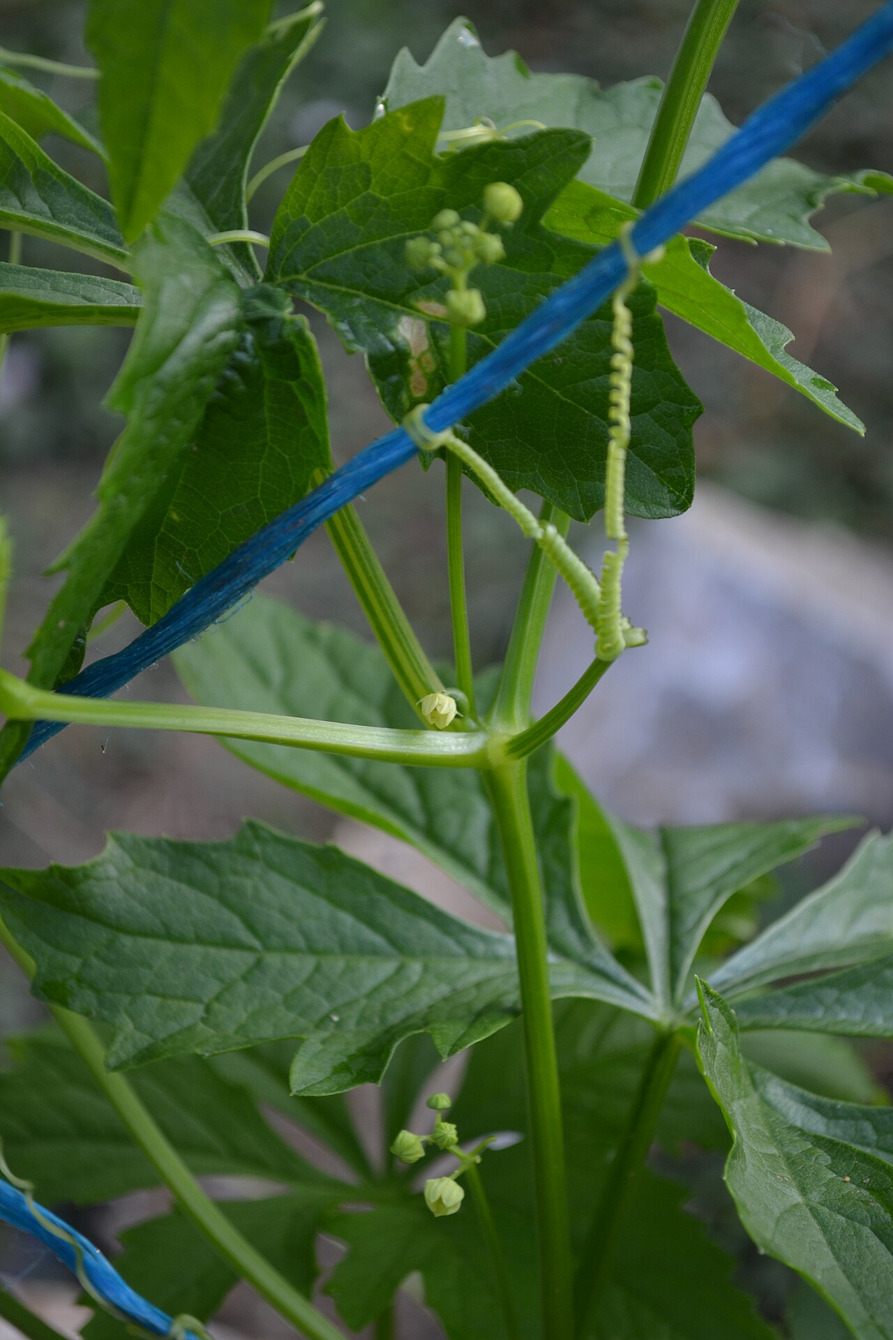 Cyclanthera: Cyclanthera pedata (inflorescence) in Lučenec