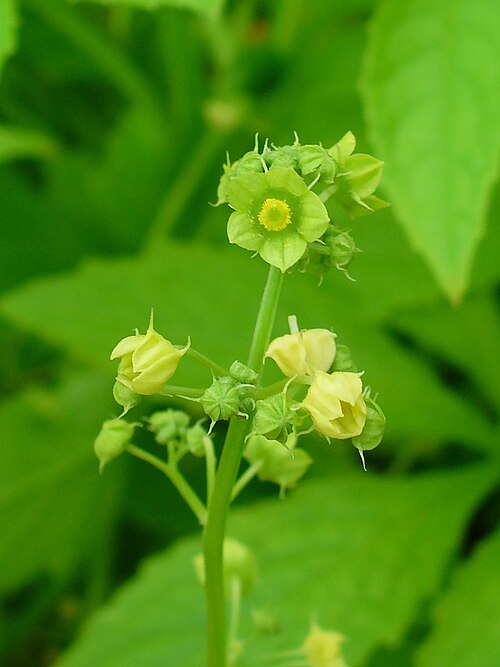 Cyclanthera: Cyclanthera pedata , Cucurbitaceae, Caigua, Achocha, Slipper Gourd, inflorescence; Botanical Garden KIT, Karlsruhe, Germany.