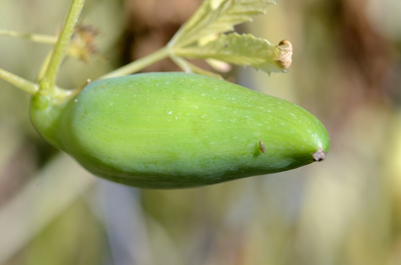Cyclanthera: Cyclanthera pedata, fruit