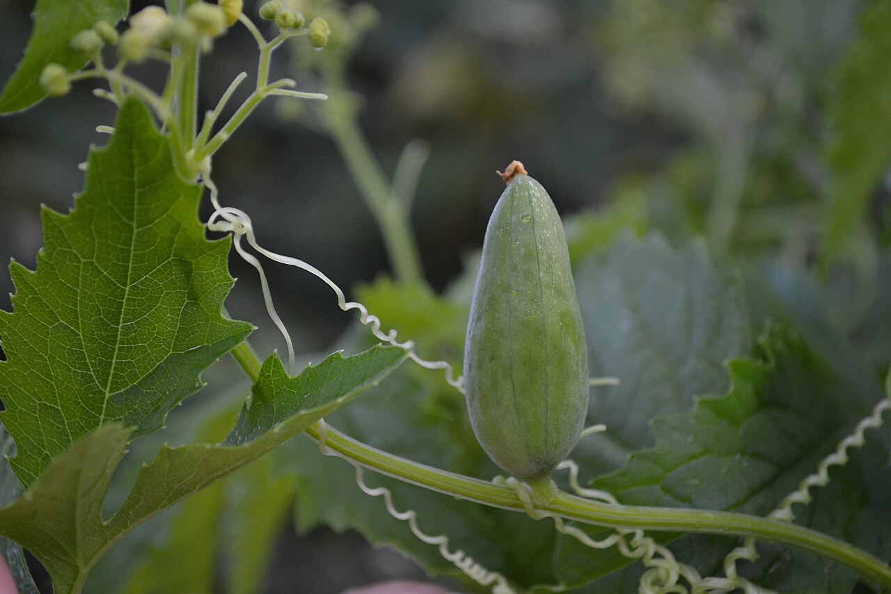 Cyclanthera: Cyclanthera pedata (small fruit) in Lučenec