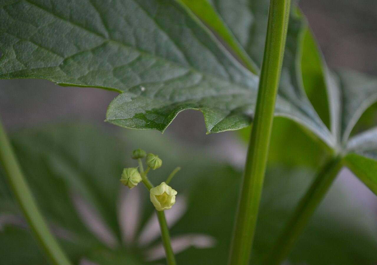 Cyclanthera: Cyclanthera pedata (inflorescence) in Lučenec