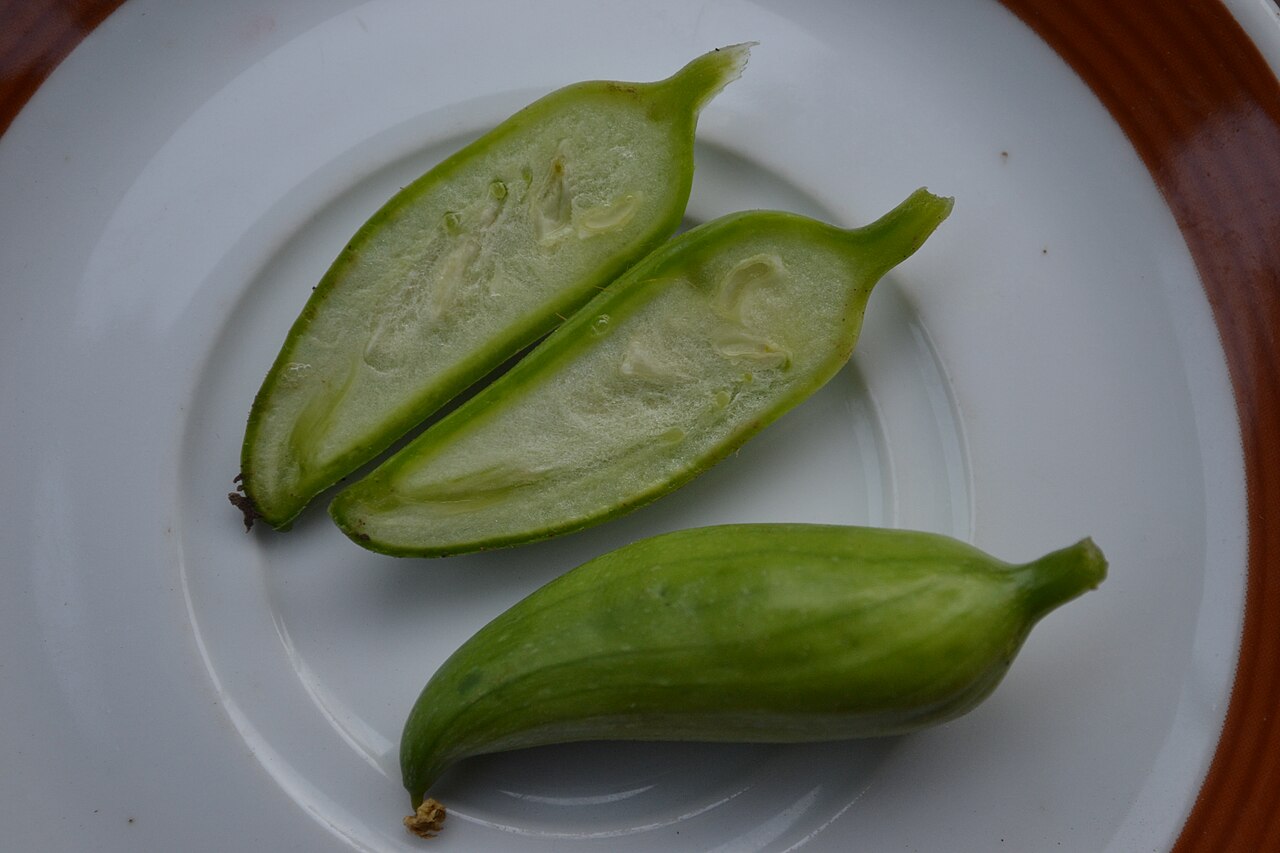 Cyclanthera: Cyclanthera pedata (small fruit) in Lučenec