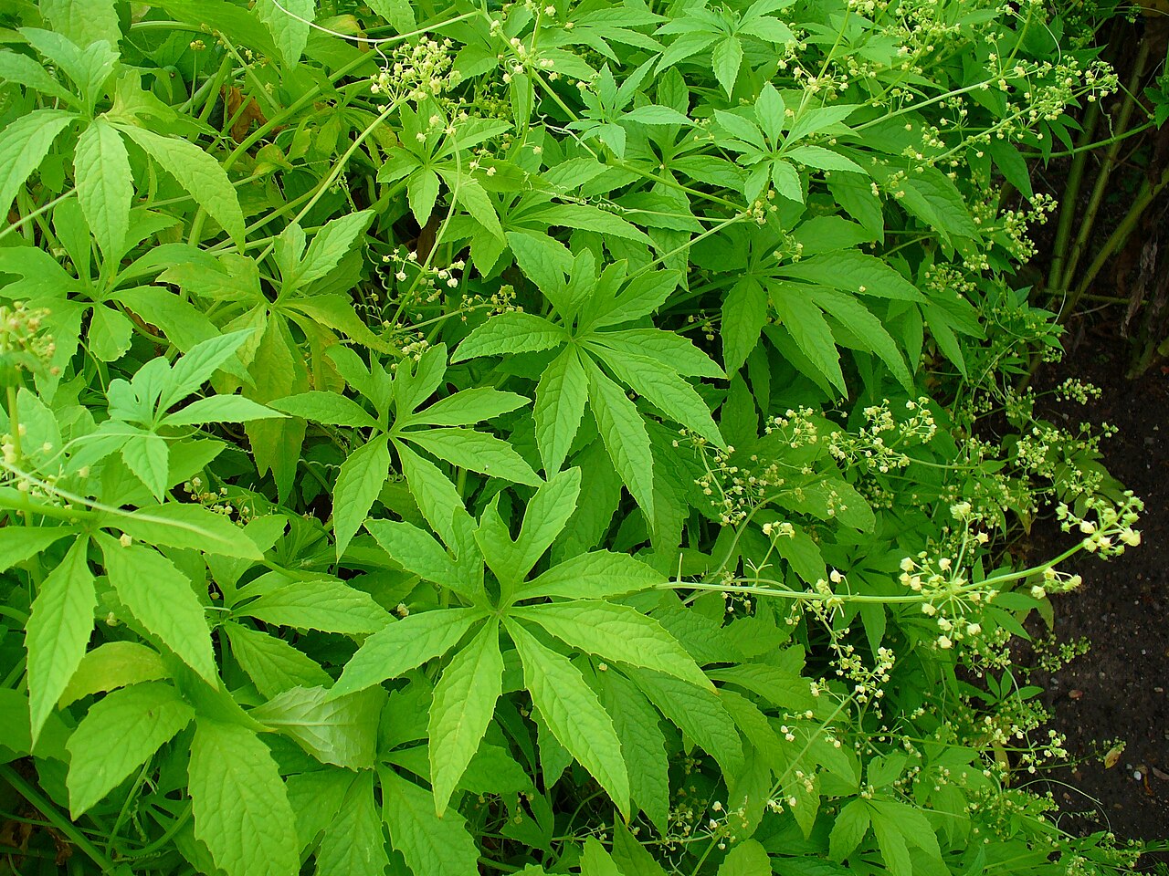 Cyclanthera: Cyclanthera pedata , Cucurbitaceae, Caigua, Achocha, Slipper Gourd, habitus; Botanical Garden KIT, Karlsruhe, Germany.