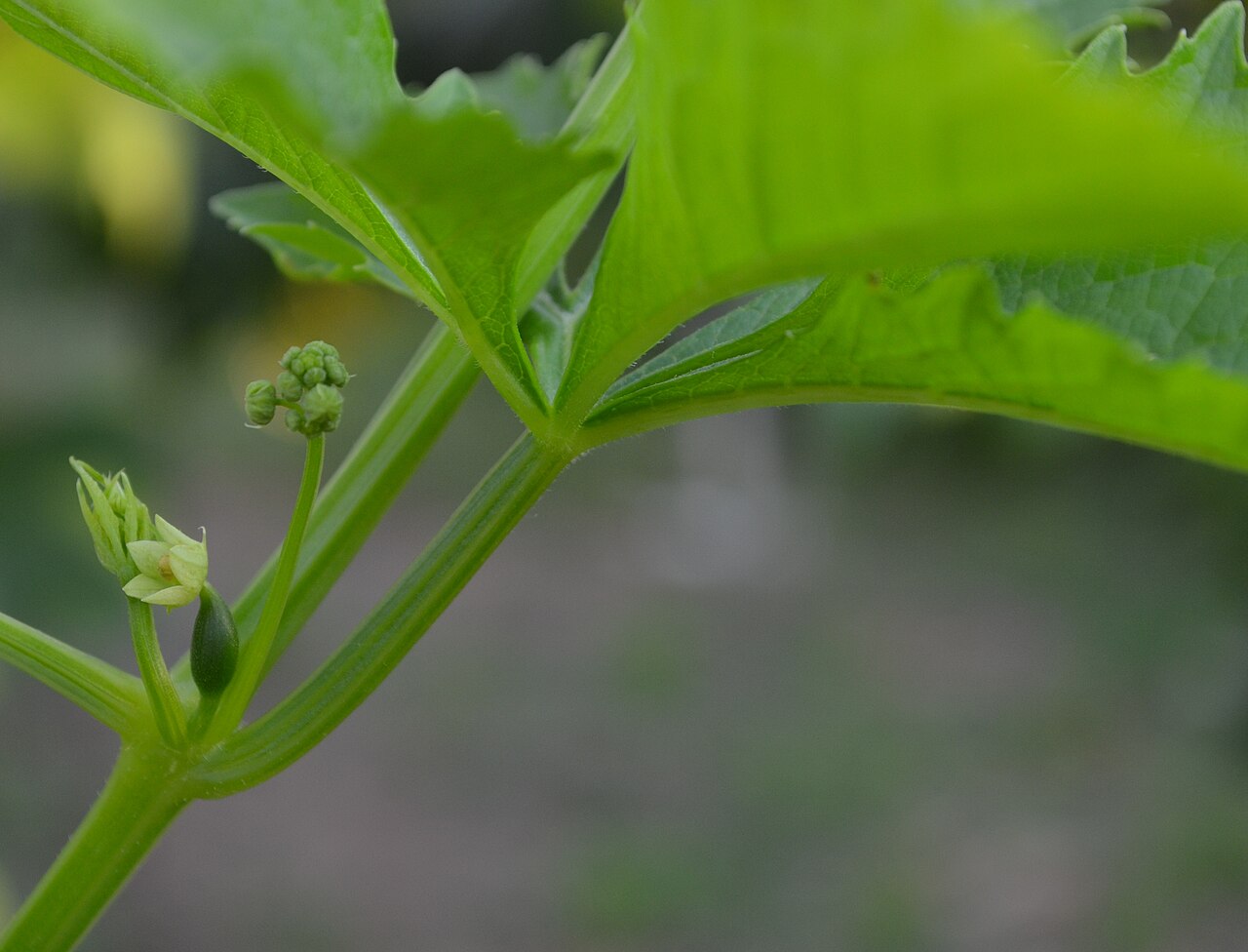 Cyclanthera: Cyclanthera pedata (inflorescence) in Lučenec