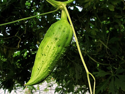 Cyclanthera: Cyclanthera pedata