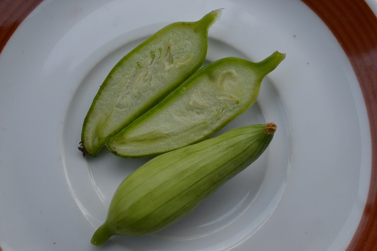 Cyclanthera: Cyclanthera pedata (small fruit) in Lučenec