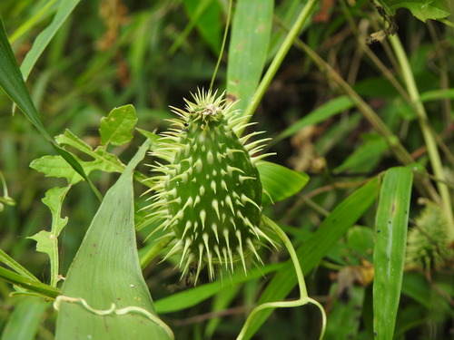 Cyclanthera quinquelobata (Cyclanthera quinquelobata)