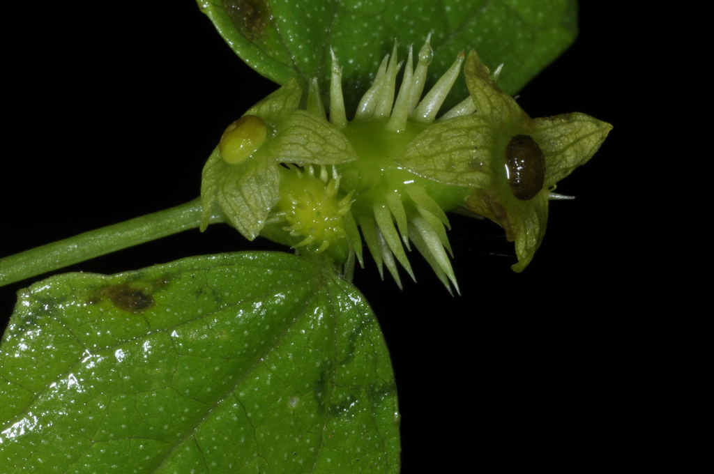 Cyclanthera tamnifolia (Cyclanthera tamnifolia)