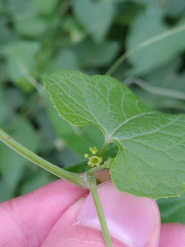Cyclanthera tamnoides (Cyclanthera tamnoides)