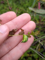 Cyclanthera tamnoides (Cyclanthera tamnoides)