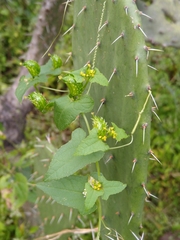Cyclanthera tamnoides (Cyclanthera tamnoides)