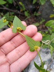 Cyclanthera tamnoides (Cyclanthera tamnoides)