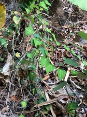 Cyclea barbata (Cyclea barbata)