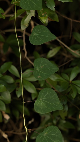 Cyclea barbata (Cyclea barbata)