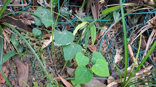 Cyclea barbata (Cyclea barbata)