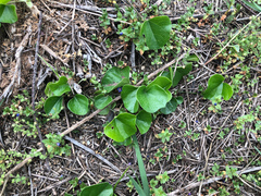 Cyclea gracillima (Cyclea gracillima)