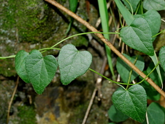 Cyclea gracillima (Cyclea gracillima)
