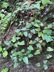 Cyclea gracillima (Cyclea gracillima)