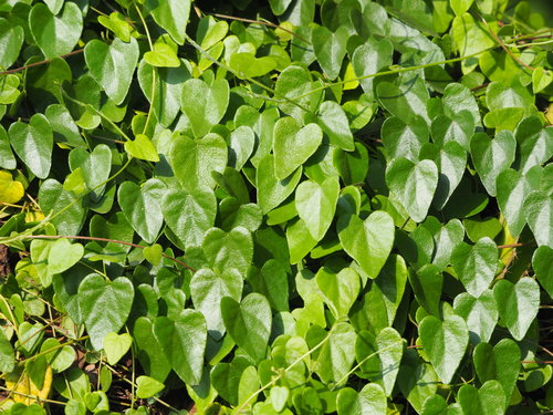 Cyclea gracillima (Cyclea gracillima)