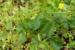 Cyclea gracillima (Cyclea gracillima)