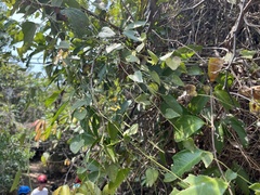 Cyclea gracillima (Cyclea gracillima)