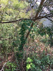 Cyclea hypoglauca (Cyclea hypoglauca)