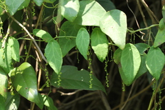 Cyclea hypoglauca (Cyclea hypoglauca)