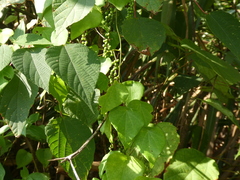 Cyclea hypoglauca (Cyclea hypoglauca)